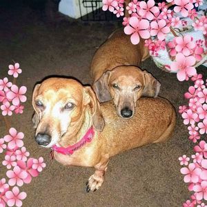 Meet your Posher, Becky